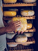 Handwerker bei der Kontrolle von gereiftem Mahon-Menorca-Käse in einem Reiferaum