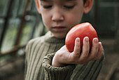Little boy examines a large tomato during an autumn harvest