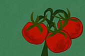 Fresh cluster of red tomatoes illustrated on green background