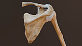Shoulder joint posterior view, illustration