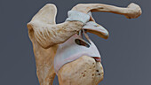 Superior view of glenohumeral joint, illustration