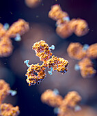 Antibody drug conjugate, illustration