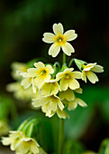 Gelbe hohe Schlüsselblume (Primula elatior) im Garten