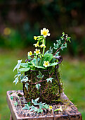 Gelbe hohe Schlüsselblume (Primula elatior) im Gitterkorb mit Moos