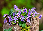 Duftveilchen (Viola odorata) in Vase verpackt mit Kiefernrinde