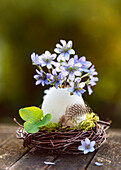 Gänseei als Vase mit Sträußchen aus Leberblümchen (Hepatica nobilis)