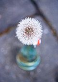 Weiße Pusteblume (Taraxum) in einer Glasflasche