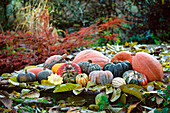 Erntedank mit verschiedenen Kürbissen und Zierkürbissen im herbstlichen Garten