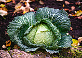 Reifer Wirsingkohl (Brassica oleracea) im Beet im Herbst