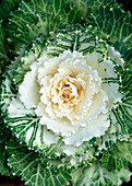 Zierkohl (Brassica oleracea var. acephala) mit weißer Blattrosette