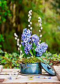 Frühlings Arrangement mit Strauß aus Hyazinthe (Hyacinthus) und Weidenkätzchen (Salix)