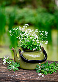 Kleiner Strauß aus blühendem Waldmeister (Galium odoratum) in Wasserkessel