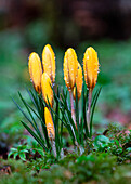 Gelbe Frühlings-Krokus (Crocus vernus) 'Large Yellow' mit Wassertropfen im Blumenbeet