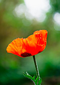 Blühender Türkischer Mohn (Papaver orientale)