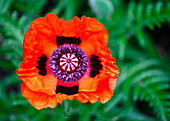 Blühender Türkischer Mohn (Papaver orientale)