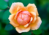 Englische gelbe Rose 'Golden Celebration' (Rosa) im Blumenbeet