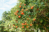 Orangenbaum mit reifen Früchten im mediterranen Garten