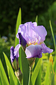 Blühende Schwertlilie (Iris) im Frühsommergarten