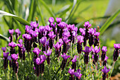 Schopflavendel (Lavandula stoechas) im Sommergarten, blühend in Lila