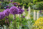 Staudenbeet mit blühendem Zierlauch (Allium), Akelei und Lupinen im Frühjahrsgarten