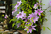 Rosa Clematis (Waldrebe) blühend an Gartenmauer