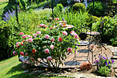 Romantischer Sitzplatz mit Eisenstühlen auf Holzdeck im Sommergarten mit Rosenstrauch (Rosa)