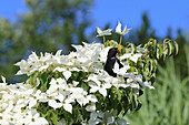 Amsel auf blühendem Chinesischen Blumen-Hartriegel (Cornus kousa)