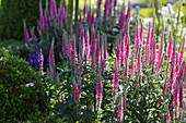 Veronika (Veronica spicata) in voller Sommerblüte im Garten