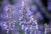 Katzenminze (Nepeta) mit blauen Blüten im Sommergarten