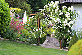 Weißer Rosenbogen (Rosa) und Buchsbaum (Buxus) im sommerlichen Garten