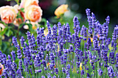 Lavendel (Lavandula) vor Strauchrose "Princess Margareta" im Sommergarten