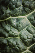 Close-up of a savoy cabbage leaf structure