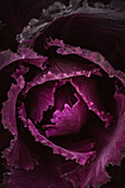 Close-up of red cabbage