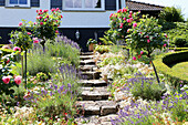 Steintreppe im Garten gesäumt von Lavendel (Lavandula) und Hochstammrosen (Rosa)