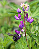 Holzbiene an violetter Lupine (Lupinus)