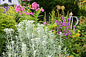 Sommerliches Staudenbeet mit silbergrauem Wermutkraut  (Artemisia absinthium L.) und blühendem Phlox