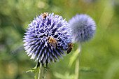 Bienen auf blühender Kugeldistel (Echinops ritro)