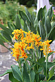 Blühendes Indisches Blumenrohr (Canna indica) im Sommergarten