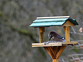 Eichelhäher (Garrulus glandarius) am Vogelhaus im Herbstgarten