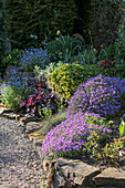 Blaukissen (Aubrieta) und Purpurglöckchen (Heuchera) im Steingarten