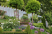 Sommerlicher Garten mit Zierlauch (Allium), Beetrosen (Rosa) und dekorativem Holzzaun