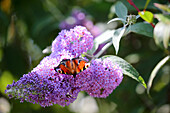 Pfauenauge-Schmetterling auf violettem Sommerflieder (Buddleja)