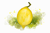 Aquarell-Illustration einer ganzen Zitrone