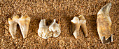 Brown bear teeth fossils