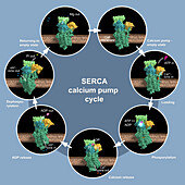 SERCA calcium pump cycle, illustration
