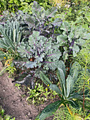 Gemüsegarten mit Grünkohl (Brassica oleracea) und anderen Pflanzen