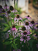 Purpursonnenhut (Echinacea purpurea) im Sommergarten