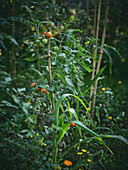 Tomatenpflanze im Garten mit reifen Früchten und Ringelblumen