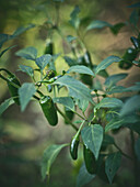 Jalapeño-Pflanze mit reifen grünen Schoten im Garten