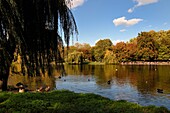 Vereinigtes Königreich, London, City of Westminster, St James's Park lake